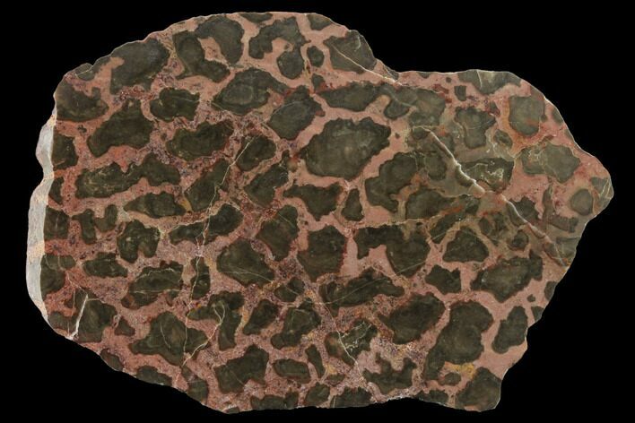 Polished Stromatolite (Minjaria) Slab - Million Years #130618
